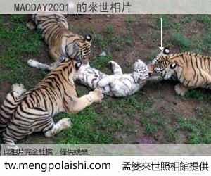 MAODAY2001 來世的未來相片