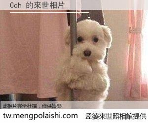 Cch 來世的未來相片