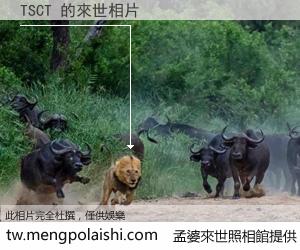 TSCT 來世的未來相片