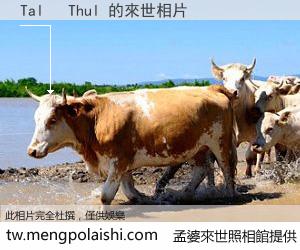 Tal   Thul 來世的未來相片