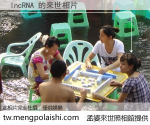 lncRNA 來世的未來相片