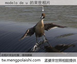 modelo de u 來世的未來相片