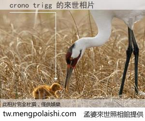 crono trigg 來世的未來相片