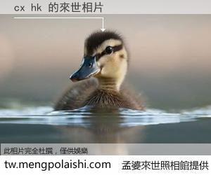 cx hk 來世的未來相片