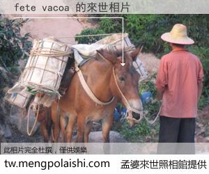 fete vacoa 來世的未來相片