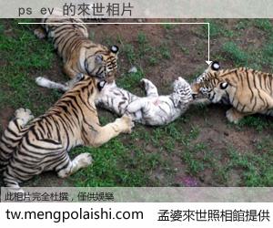 ps ev 來世的未來相片