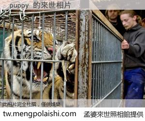 puppy 來世的未來相片