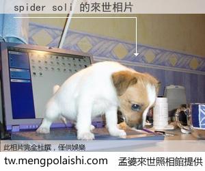 spider soli 來世的未來相片