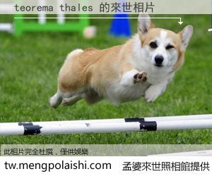 teorema thales 來世的未來相片