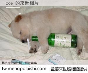 zoe 來世的未來相片
