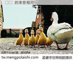 팸돔 來世的未來相片