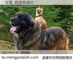 华莹 來世的未來相片