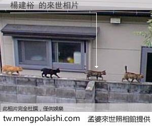 楊建裕 來世的未來相片