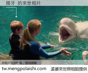 滕牙 來世的未來相片