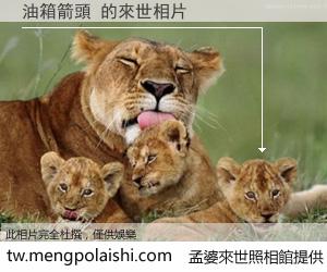 油箱箭頭 來世的未來相片