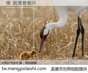 恨 來世的未來相片