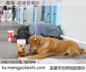 曹薇 來世的未來相片