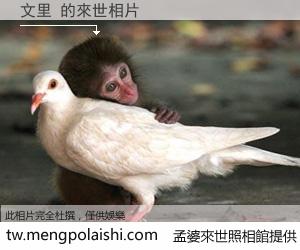 文里 來世的未來相片