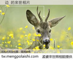 边 來世的未來相片