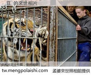 豆 來世的未來相片