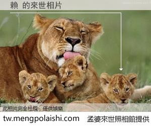 賴 來世的未來相片