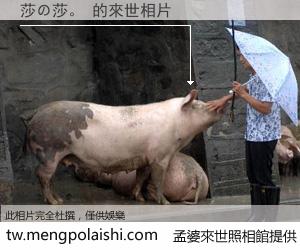 莎の莎。 來世的未來相片