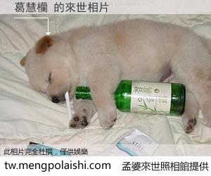 葛慧欗 來世的未來相片