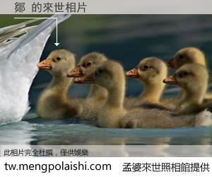 鄒 來世的未來相片