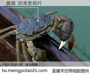 雜踏 來世的未來相片