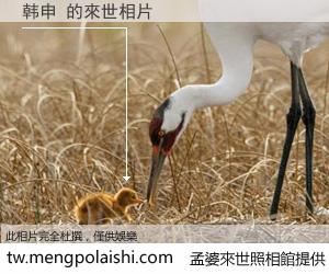 韩申 來世的未來相片