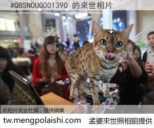 #QBSNOUG001390 來世的未來相片