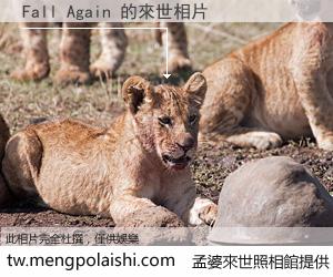 Fall Again 來世的未來相片