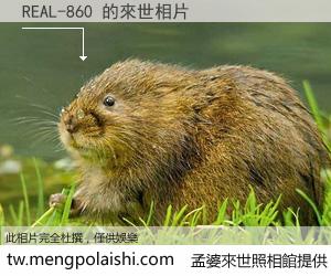 REAL-860 來世的未來相片