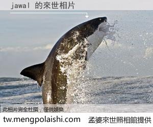 jawal 來世的未來相片