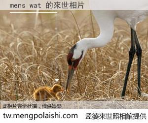 mens wat 來世的未來相片