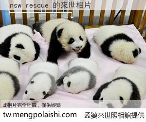 nsw rescue 來世的未來相片