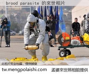 brood parasite 來世的未來相片