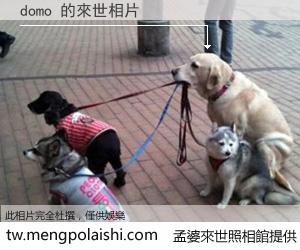 domo 來世的未來相片