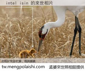 intel isin 來世的未來相片