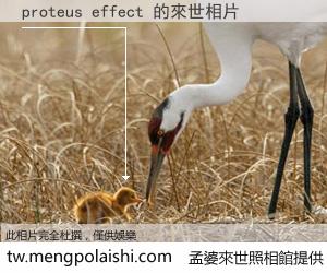proteus effect 來世的未來相片