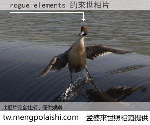 rogue elements 來世的未來相片