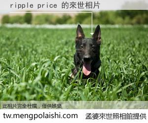 ripple price 來世的未來相片