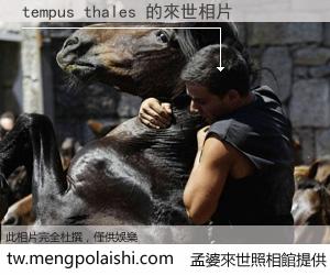 tempus thales 來世的未來相片