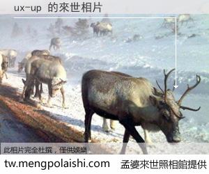 ux-up 來世的未來相片