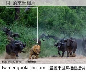 阿 來世的未來相片