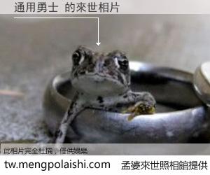通用勇士 來世的未來相片