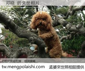 邓晓 來世的未來相片