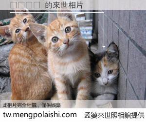 향사이정 來世的未來相片