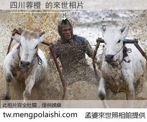 四川蓉橙 來世的未來相片