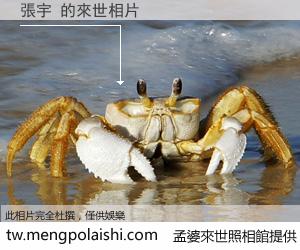 張宇 來世的未來相片